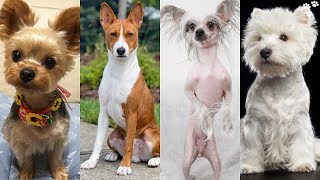 Small Dog Breeds that Dont Shed and Stay Small  Top 12 Dog Breeds That Dont shed or Smell [upl. by Brosine807]