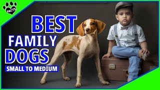 Top 10 Best Family Dogs Small to Medium  Dogs 101 [upl. by Enialb]