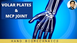 VOLAR PLATES amp METACARPOPHALANGEAL JOINT MCP Hand Biomechanics [upl. by Jolanta319]