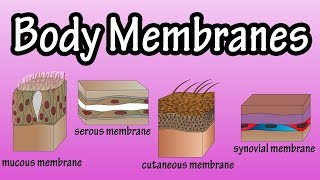 Body Membranes  Types Of Membranes In The Body  Serous Membranes  Mucous Membranes [upl. by Eldwin740]