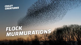 Why Do Starlings Flock in Murmurations [upl. by Sears]