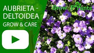 Aubrieta deltoidea  grow amp care [upl. by Nunnery]