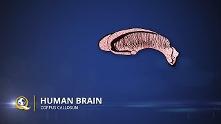 Corpus Callosum  The Human Brain Series  Part 19 [upl. by Ruddie]