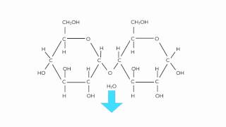 Condensation Polymerisation Glucose to Maltose [upl. by Knowling]