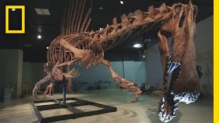 Bigger Than T rex Spinosaurus  National Geographic [upl. by Sanchez]