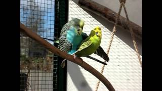 Parende Grasparkieten Mating budgies [upl. by Silber606]