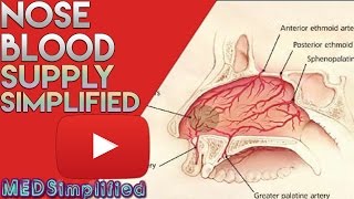 Nose Anatomy Nasal Blood Supply [upl. by Eiuqcaj]