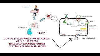 GLP1  Mechanism of Action [upl. by Rufe]