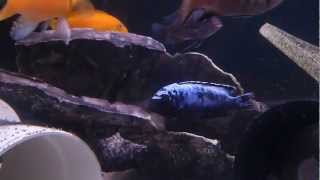 Introducing Metriaclima sp Msobo Deep quotMagungaquot  Yellow Female amp BlueBlack Male [upl. by Austen]