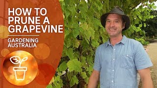 How to prune a grapevine [upl. by Ahseekal]