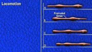 Earthworm movement  hydrostatic skeleton [upl. by Assennav]