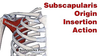 Subscapularis Anatomy Origin Insertion amp Action [upl. by Wenn]