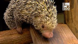 Rico the Brazilian Porcupine  Cincinnati Zoo [upl. by Peters]