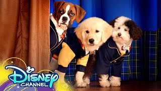 Theme Song 🎶 ft Dakota Lotus  Pup Academy  Disney Channel [upl. by Guerra]