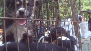 Flea Markets Exposed  Puppy Mill Dogs Being Sold [upl. by Eedrahs75]