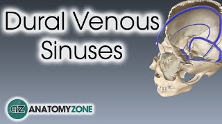 Dural Venous Sinuses  3D Anatomy Tutorial [upl. by Nohsed653]