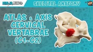 Atlas amp Axis Cervical Vertebrae C1C2 Anatomy [upl. by Ssilem619]