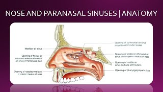 NOSE AND PARANASAL SINUSES  ANATOMY  SIMPLIFIED [upl. by Ori]