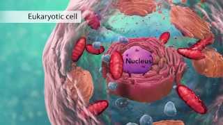 Biology Cell Structure I Nucleus Medical Media [upl. by Auhsot]