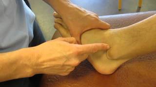 Lateral Malleolus Fibula Ankle Palpation [upl. by Emilee]