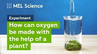 quotPhotosynthesisquot experiment How to make oxygen at home [upl. by Adnilym]