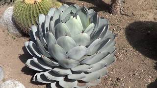 AGAVE GALLERY Agave Parryi var Truncata  Up Close [upl. by Hernandez]