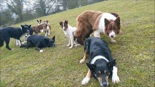 Border collie puppies play is preparation for work [upl. by Pik392]