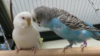 Parakeets Aviary May 2016  Parkieten Voliere Mei 2016 [upl. by Lyrej]