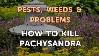 How to Kill Pachysandra [upl. by Maura]