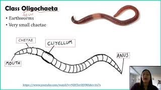 Phylum Annelida [upl. by Nelleyram970]