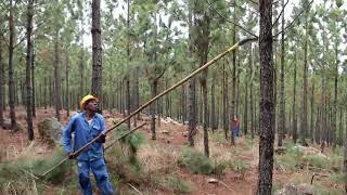 Low and high pruning in pine plantation forests [upl. by Ahsenwahs]