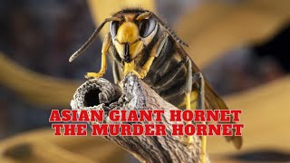 Giant hornet attack and hunt Japanese honeybees [upl. by Quickel82]