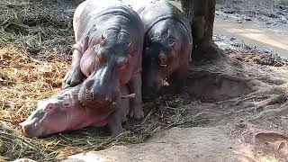 Angry Hippos Fight  wild animals  hippopotamus fight  hippos  hippo attack  FME [upl. by Groscr]