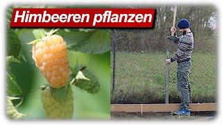 Himbeeren pflanzen Rankhilfe bauen  Beerensträucher im Garten [upl. by Gettings]