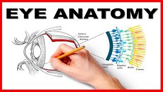 Eye Anatomy and Function  Made Easy [upl. by Anitsirc]