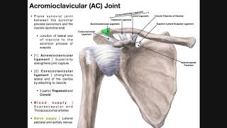 The Acromioclavicular AC Joint  Anatomy and Function [upl. by Starobin]