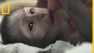 Sauvetage de Kate un bébé singe Vervet [upl. by Lorre]