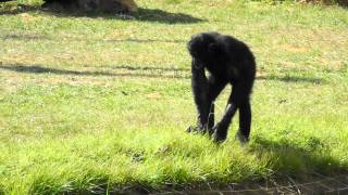 Bonobo La vallée des singes [upl. by Bent831]