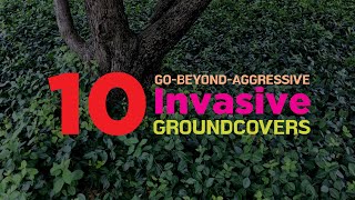 10 Invasive  Ground Cover Plants You Need to Watch Out [upl. by Aitnahs29]