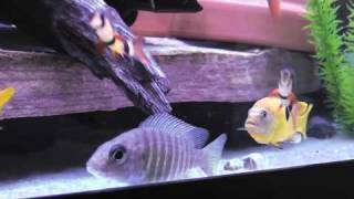 Metriaclima quotmsoboquot cichlid [upl. by Essenaj]