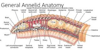 Phylum Annelida Part 1 [upl. by Yurt]