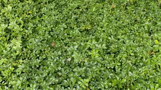 Pachysandra terminalis  Japanese Spurge [upl. by Atalaya]