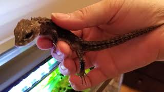 White Eyed Crocodile Skink How To Setup A Paludarium Enclosure [upl. by Jabin45]