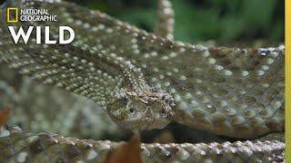 The Cascabel Rattlesnake  Worlds Deadliest Snakes [upl. by Nerval899]