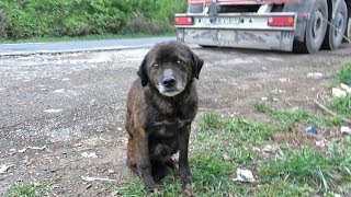 Saving This Homeless Dog Just Before A Rainstorm [upl. by Herold115]