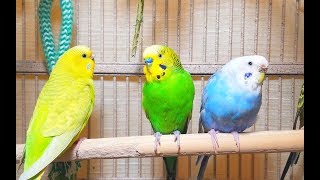 Pleasant American Parakeets Chirping Singing and Playing 4Hr of relaxation [upl. by Anyah]