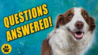 Things You Should Know about Border Collies [upl. by Ximenes127]