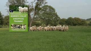 First Steps in BORDER COLLIE SHEEPDOG TRAINING  teaching herding dogs [upl. by Farnsworth]