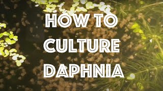 How To Culture Daphnia Magna [upl. by Rhyne]