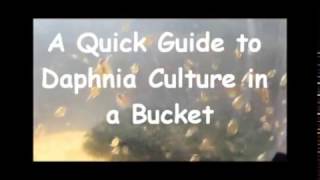 How to culture daphnia outside [upl. by Kindig]